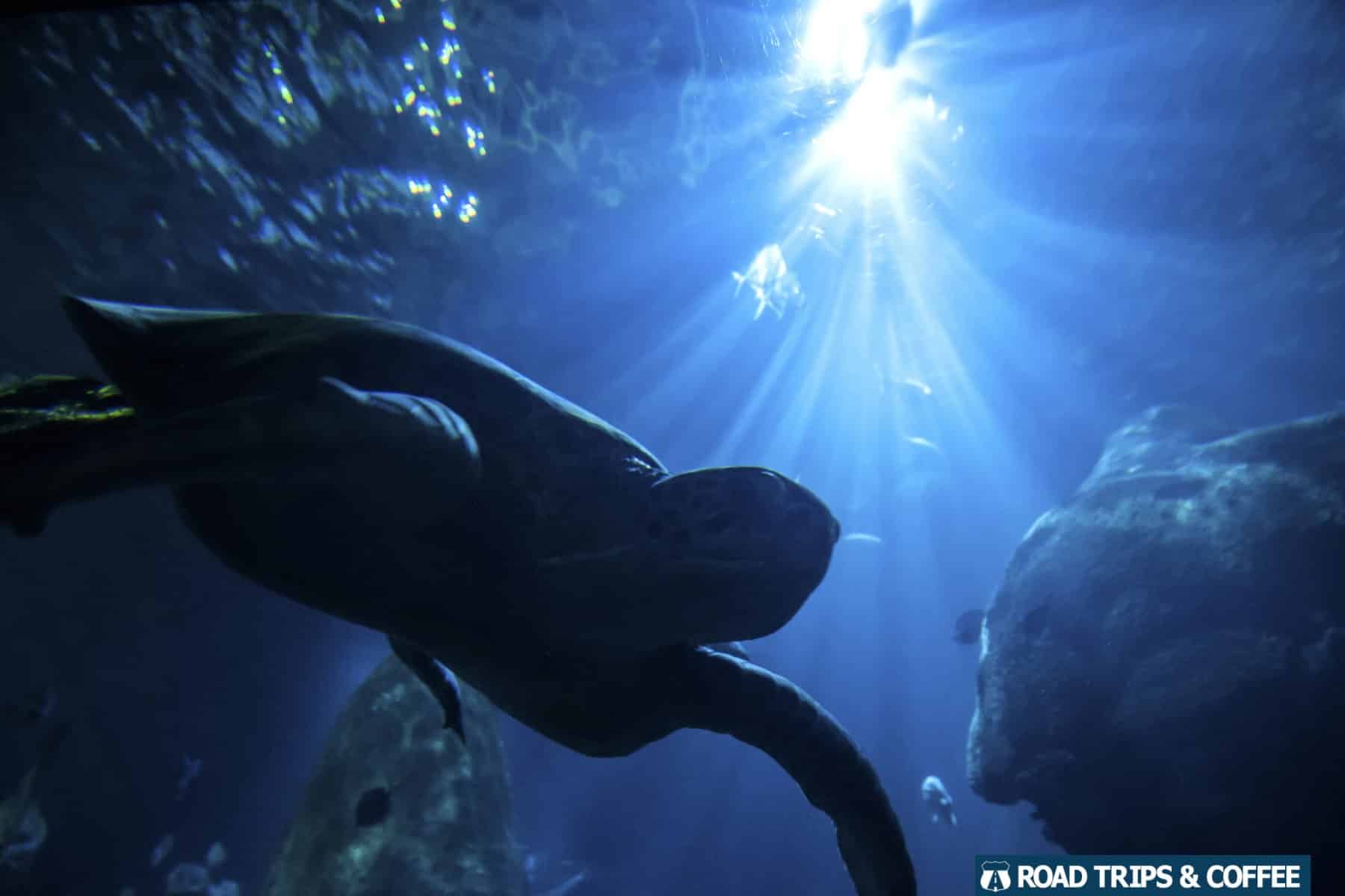 A large turtle swims through a massive tank at the Tennessee Aquarium in Chattanooga, Tennessee