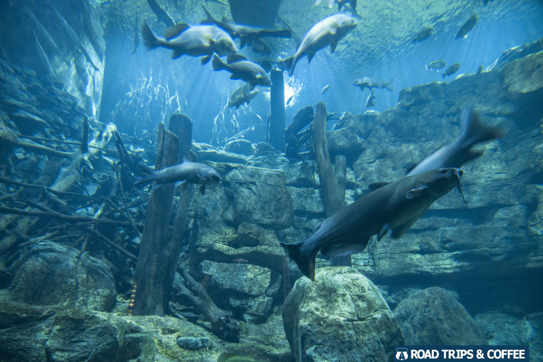 Massive fish tank at the Tennessee Aquarium in Chattanooga, Tennessee