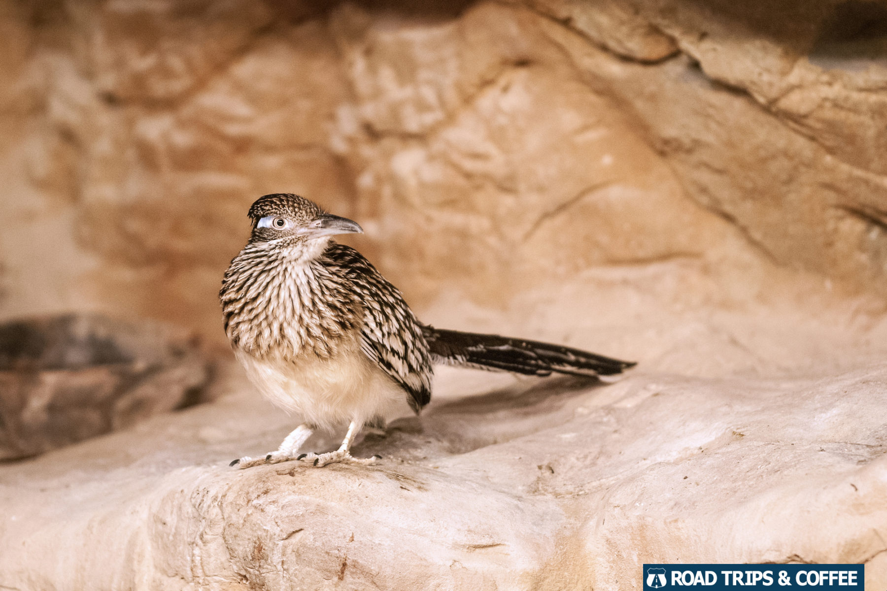 A small brown road runner bird at the Chattanooga Zoo in Chattanooga, Tennessee